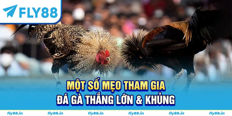 Một số mẹo tham gia đá gà thắng lớn & khủng